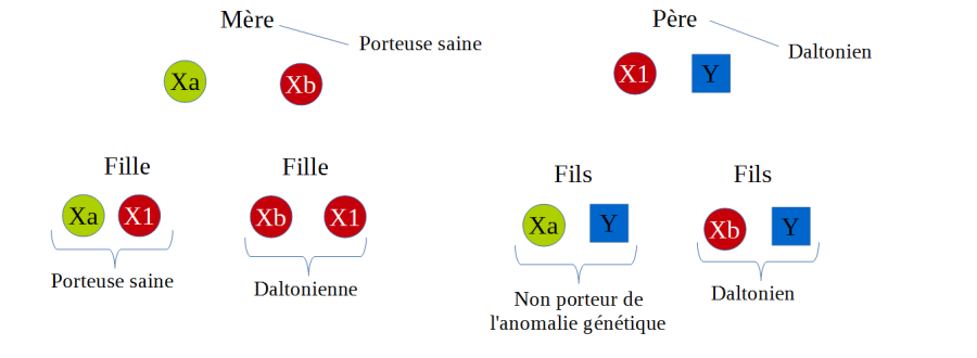 Le daltonisme et ses effets